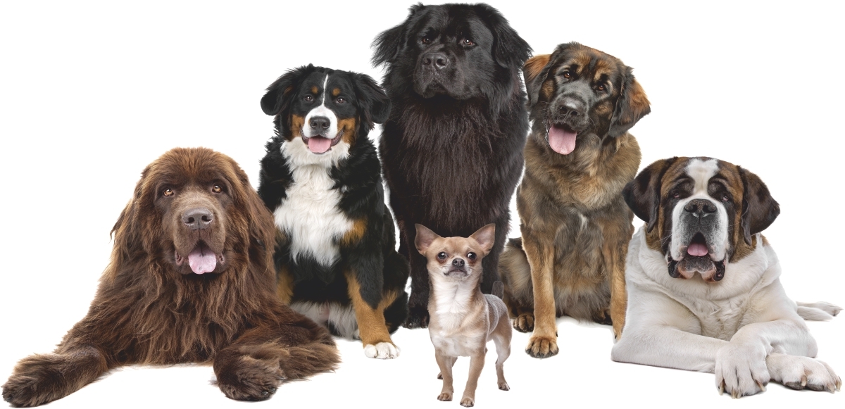 Vinilo decorativo - Perros Grandes y Chihuahua