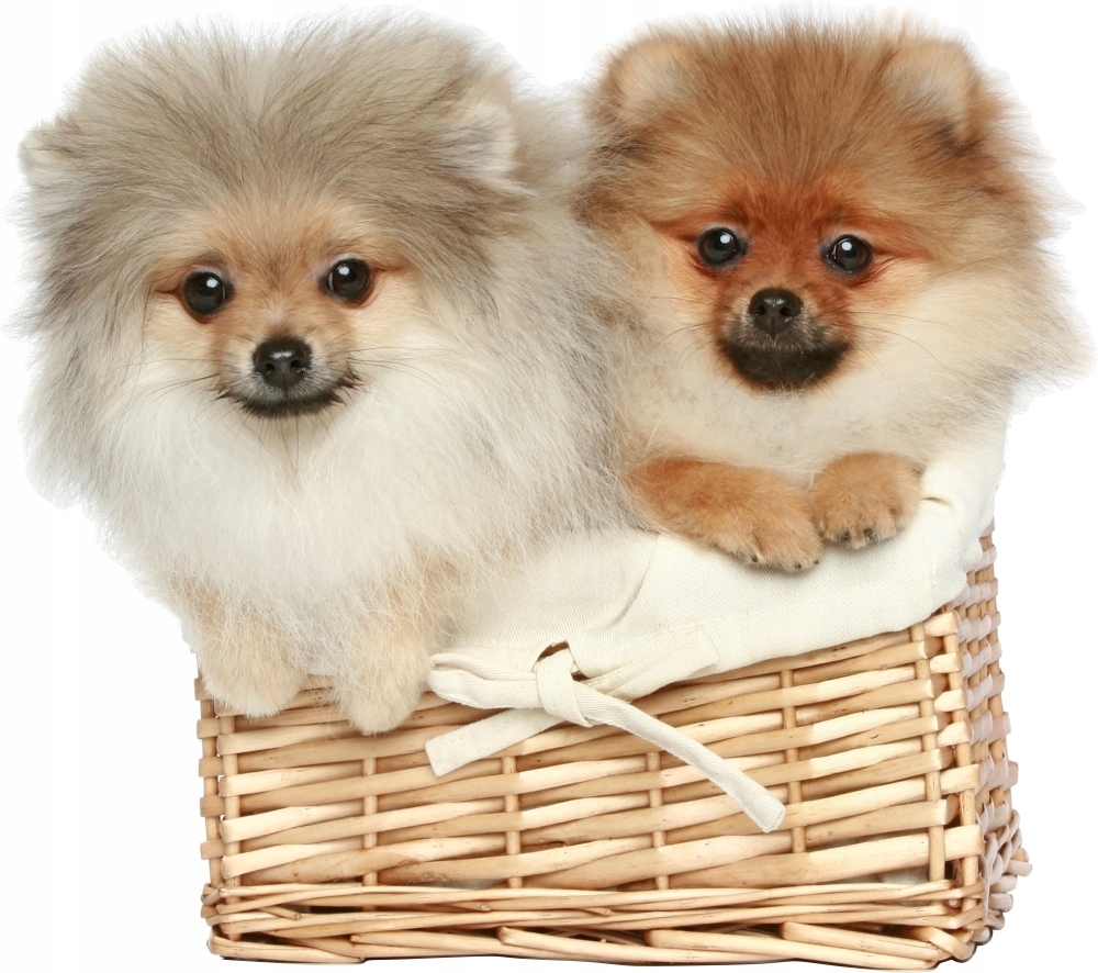 Vinilo decorativo - Perros