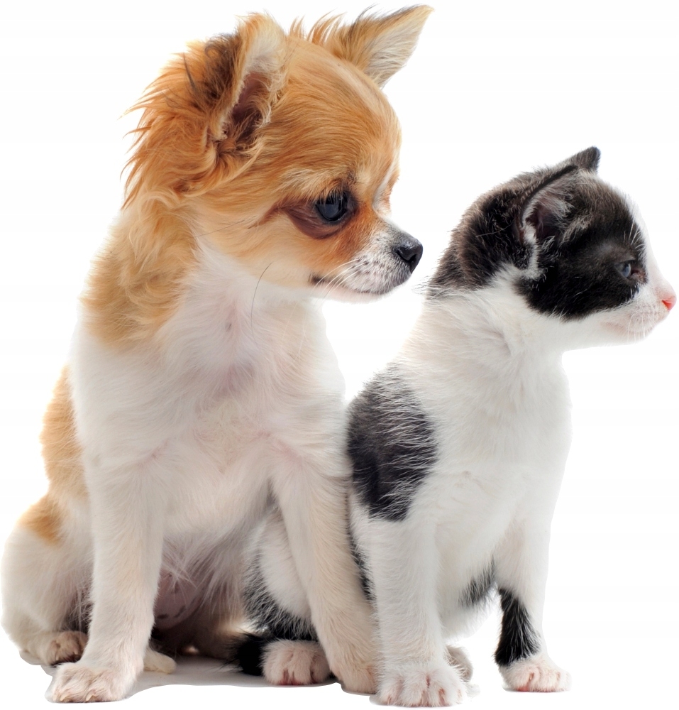 Vinilo decorativo - Perro y Gato