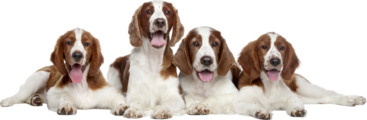 Vinilo decorativo - Perros de aguas