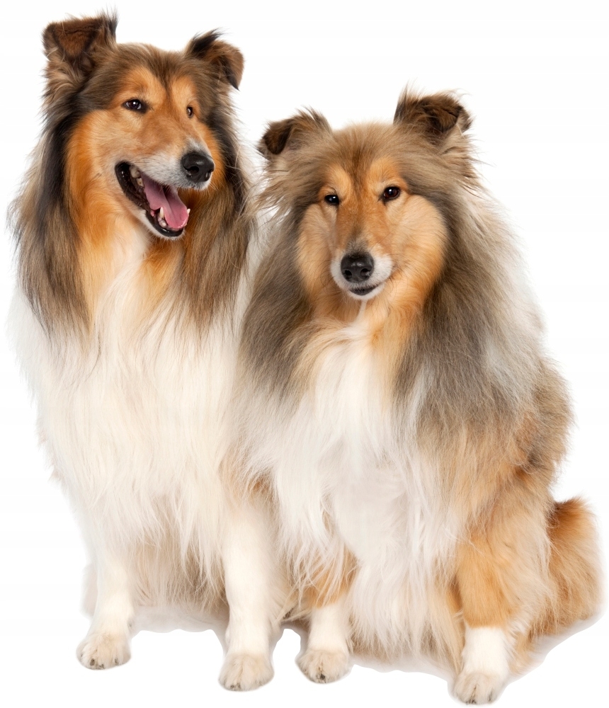 Vinilo decorativo - Perros pastores escoceses