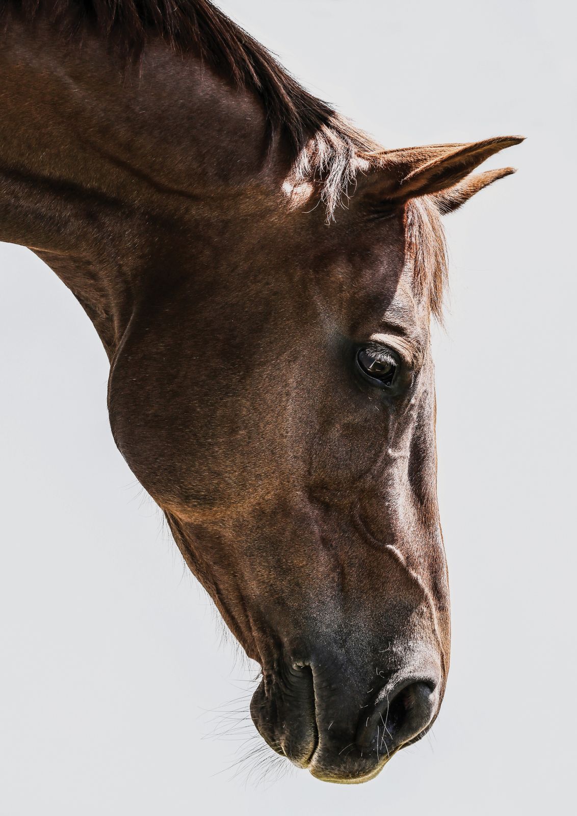 Póster - Caballo Grácil