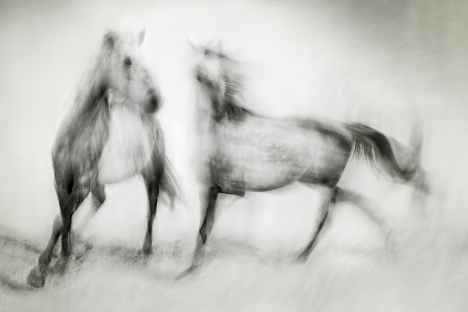 Póster - Caballos Elegantes