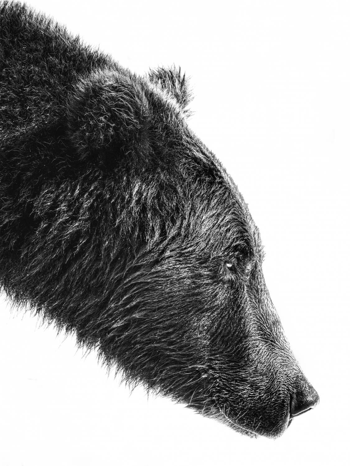 Póster - Oso de Perfil